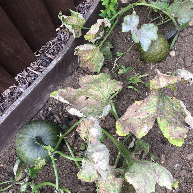 Two growing pumpkins on vines