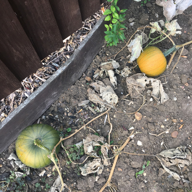 Two growing pumpkins on withering vines
