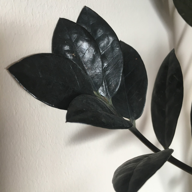 Zamioculcas Zamiifolia 'Raven' leaves